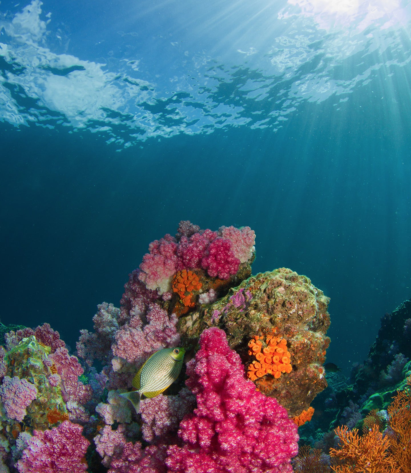 suncare coral reef